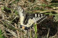 Papilio machaon