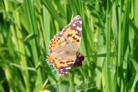 Vanessa cardui