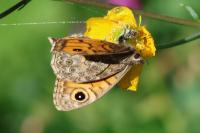 Lasiommata megera