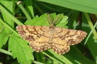 Ematurga atomaria
