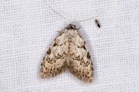 Nola confusalis