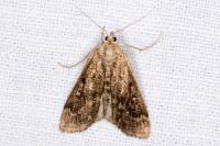 Parapoynx stratiotata