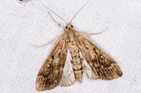 Parapoynx stratiotata