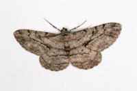 Peribatodes rhomboidaria