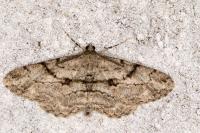 Peribatodes rhomboidaria