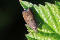 Dichrorampha acuminatana