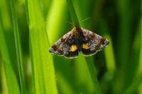Panemeria tenebrata