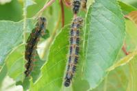 Nymphalis polychloros
