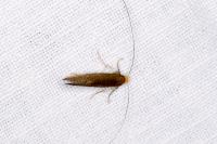 Nematopogon adansoniella