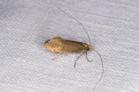 Nematopogon adansoniella