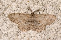 Hypomecis punctinalis