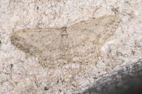 Idaea seriata