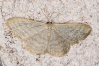 Idaea subsericeata