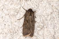 Agrotis segetum