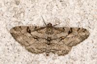 Peribatodes rhomboidaria