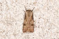 Agrotis puta