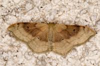 Idaea degeneraria