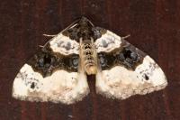 Cosmorhoe ocellata