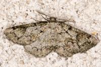 Cleorodes lichenaria