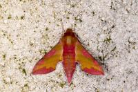 Deilephila porcellus