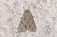 Acronicta