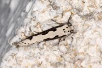 Ethmia bipunctella