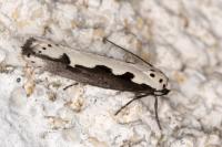 Ethmia bipunctella