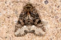 Oligia strigilis/versicolor