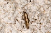 Plutella xylostella