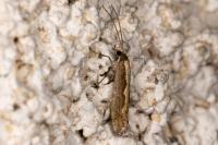 Plutella xylostella