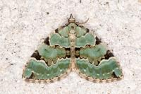 Colostygia pectinataria