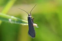 Glyphipterix fuscoviridella