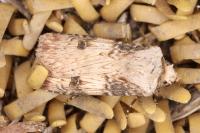 Agrotis puta