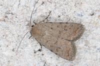 Caradrina clavipalpis
