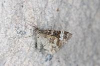 Epirrhoe alternata