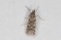 Eudonia angustea