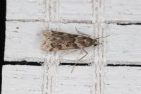 Eudonia angustea