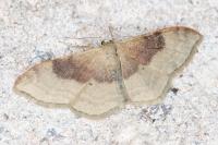 Idaea degeneraria