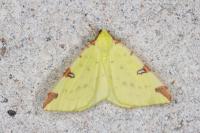 Opisthograptis luteolata