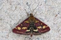Pyrausta purpuralis