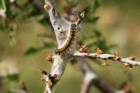 Aporia crataegi