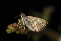 Carcharodus alceae