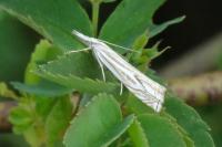 Crambus lathoniellus