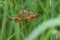 Ematurga atomaria