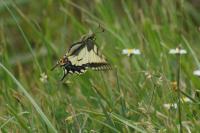 Papilio machaon