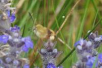Hemaris fuciformis