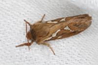 Korscheltellus lupulinus