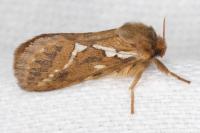 Korscheltellus lupulinus