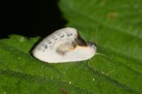 Cilix glaucata