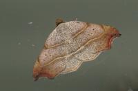 Laspeyria flexula